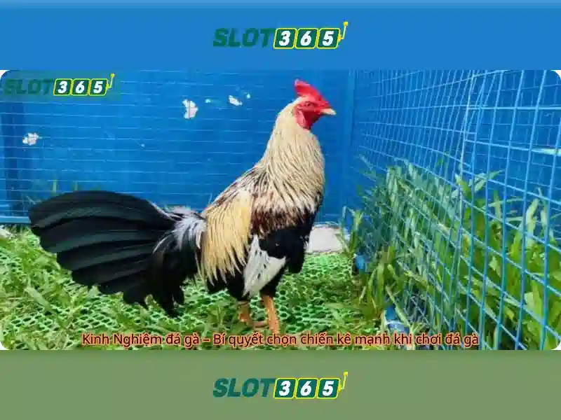 Ưu điểm nổi bật của Slot365