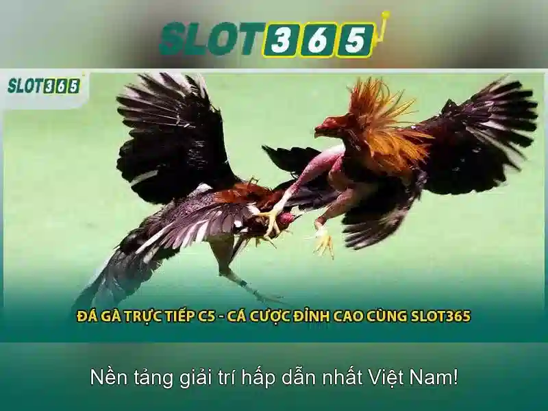Slot365 là gì?